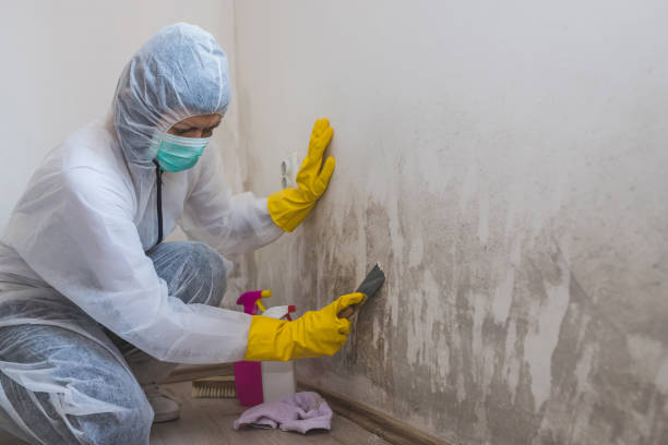 Best Attic Mold Removal  in South Congaree, SC