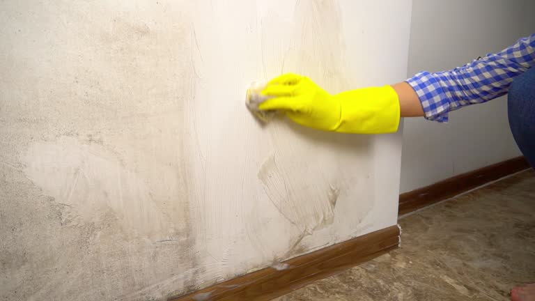 Reliable South Congaree, SC Mold Removal Solutions