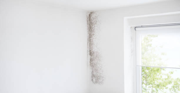 Best Environmental Consulting for Mold Prevention  in South Congaree, SC