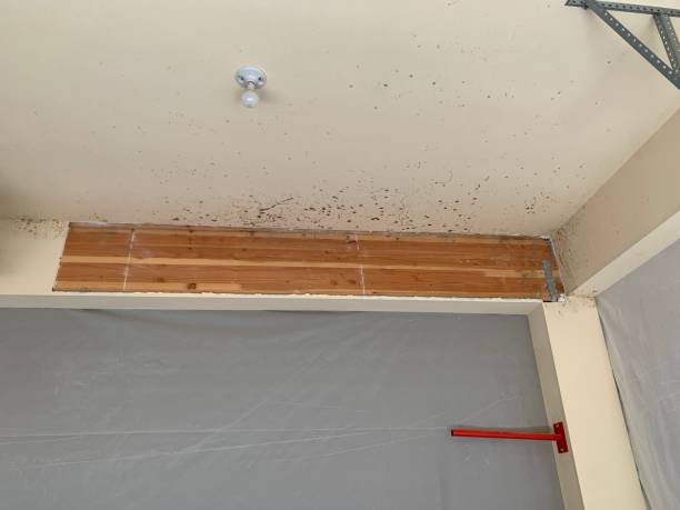 Best Asbestos and Lead Testing During Mold Inspection  in South Congaree, SC