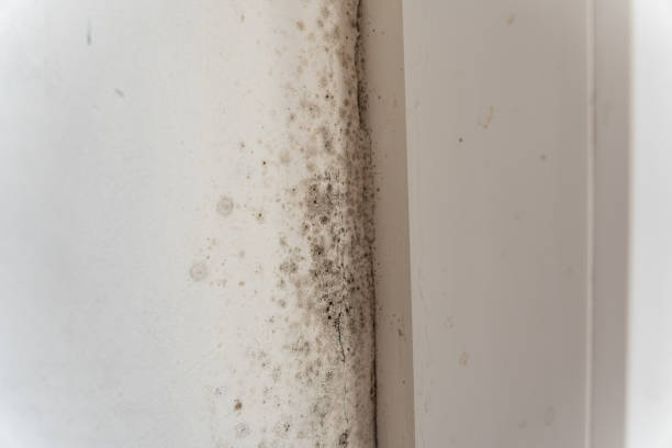 Best Water Damage & Mold Remediation  in South Congaree, SC