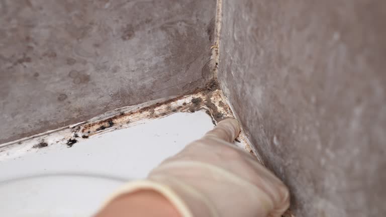 Best Mold-Related Health Consultation  in South Congaree, SC